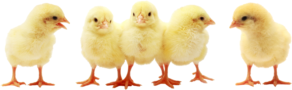 Chick Deliveries - Streaming Television (1024x319), Png Download