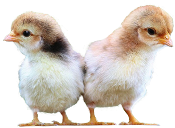 Poultry Feed - Chicken (400x300), Png Download
