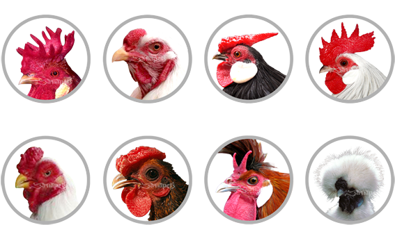 Types Of Combs In Chickens - Chicken (600x373), Png Download