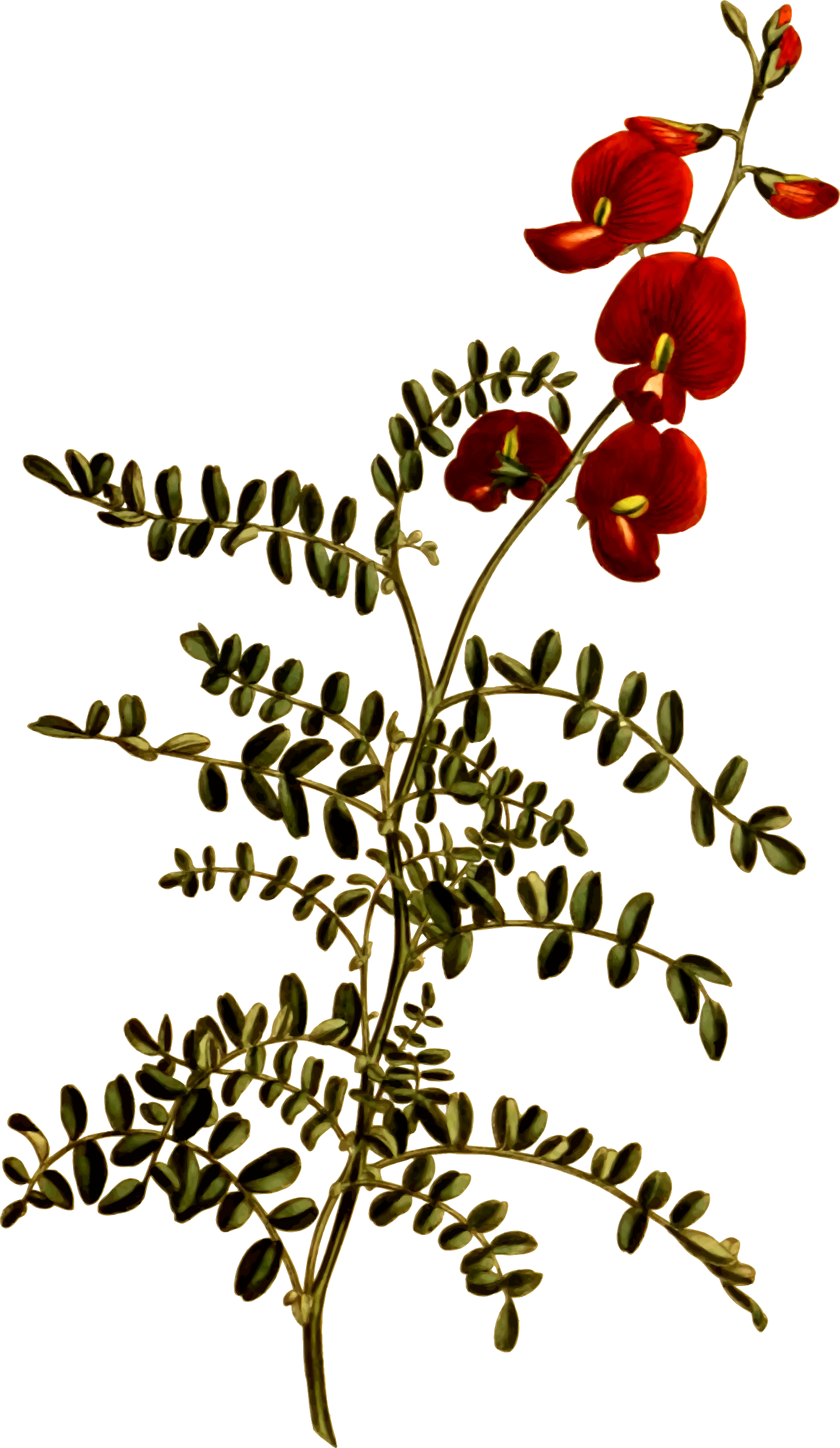 Free Download Small Flowers Clipart Flower Swainsona - Small Flowers (1380x2377), Png Download