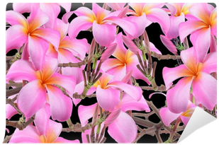 Frangipani, Plumeria, Templetree Flowers Wall Mural - Frangipani (400x400), Png Download