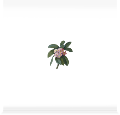 Reproduction Procédé Giclée Plumeria, C.1744 Par Georg (384x371), Png Download