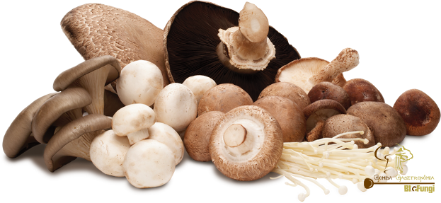 Protein Content Of Mushrooms - Cogumelos Png (623x287), Png Download