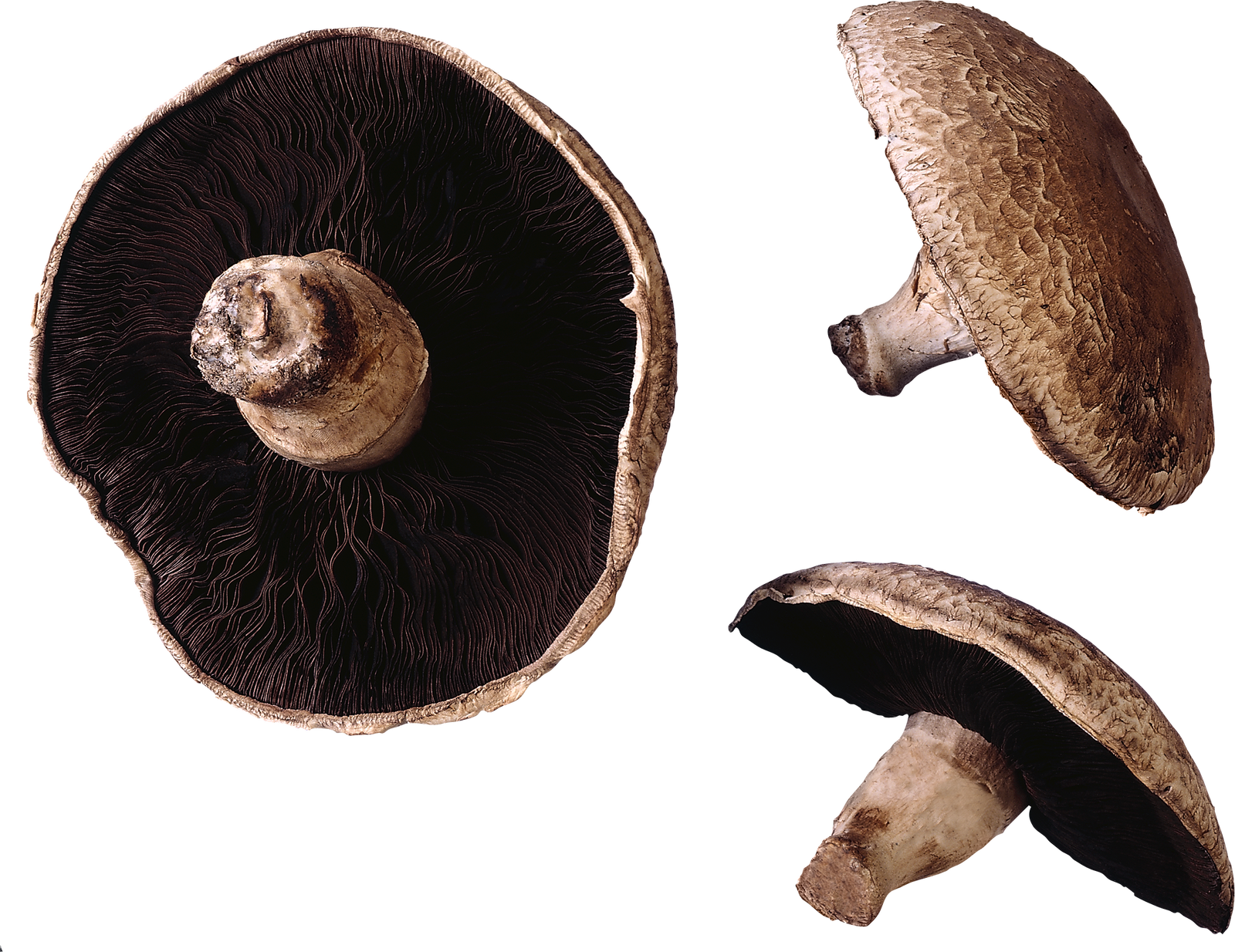 Mushroom, Free Pngs - Do We Eat Mushroom Stems (1600x1234), Png Download