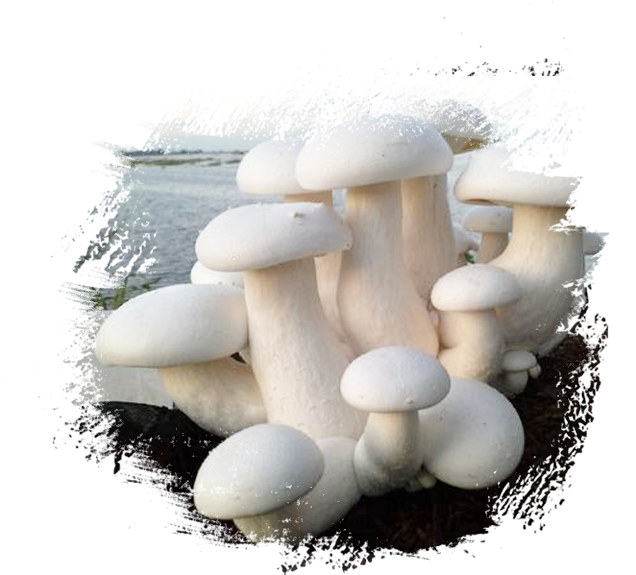 About Us - เห็ด มิ ล กี้ (635x604), Png Download