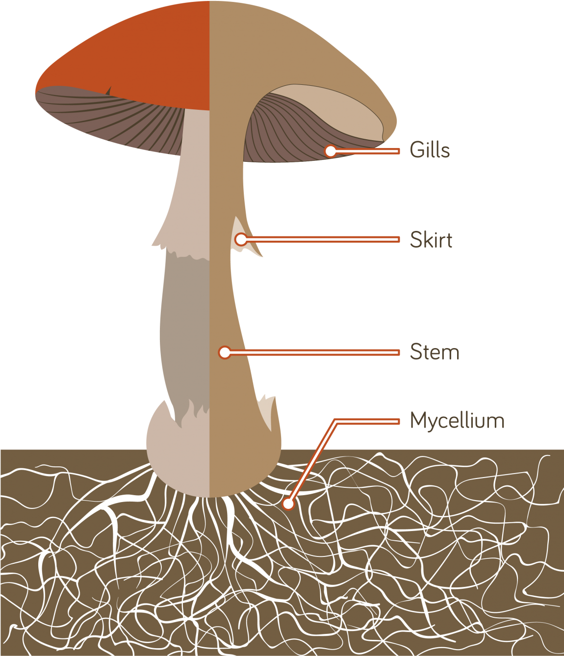 The Mushrooms We Eat Are The Fruiting Bodies Of A Giant - Mushroom Anatomy (1149x1400), Png Download
