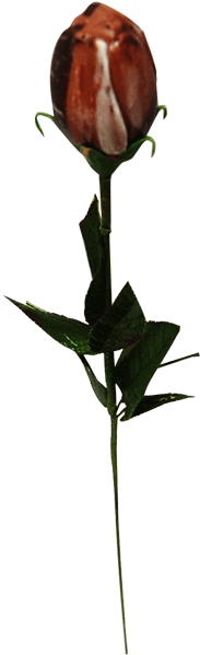 Chocolate Valentines Rose - Garden Roses (600x600), Png Download