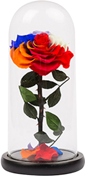 Girlfriends Teacher's Day Gifts Valentine's Day Gifts - Gift (800x800), Png Download