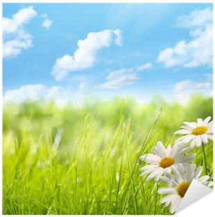 Poster: Zhang's Natural Background With Daisy Flower (400x400), Png Download