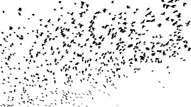Large Flock Of Birds Png (640x360), Png Download