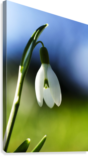 White Flower Drooping Against Blue And Green Background - White Flower Drooping Against Blue And Green Background; (289x511), Png Download
