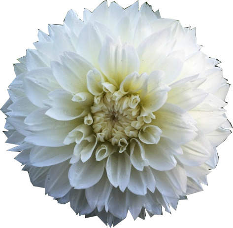 D - Dahlia (473x462), Png Download