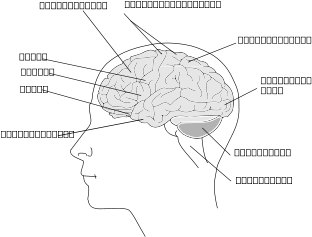 Human Brain Png Clip Arts - Human (424x600), Png Download