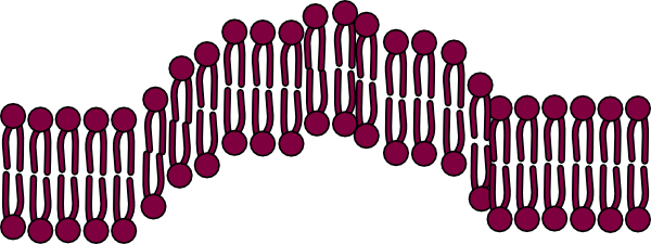 Cell Membrane (600x225), Png Download