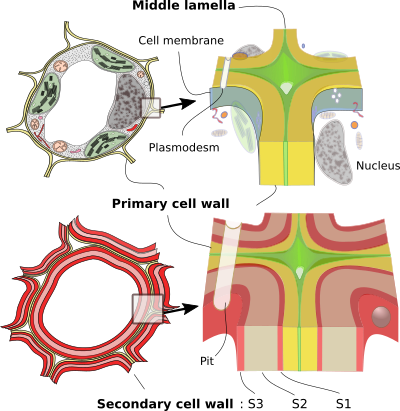 Cell Wall (400x411), Png Download