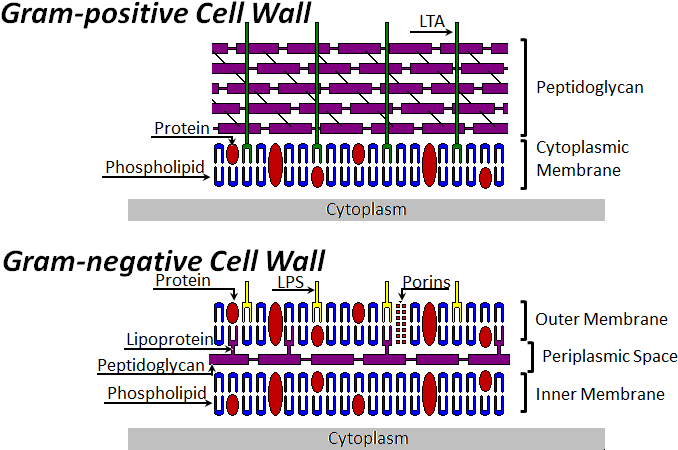 Bacterial Cell Wall Structure - Stages Of Bacterial Cell Wall Synthesis (696x471), Png Download