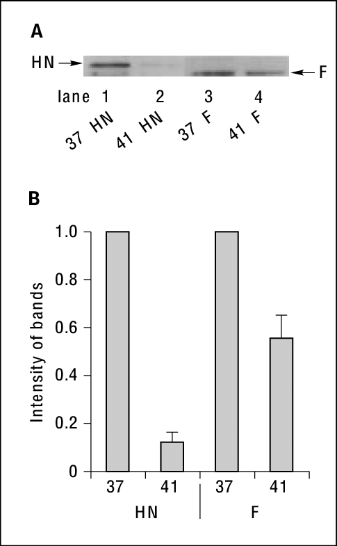 Integration Of Envelope Proteins Into The Cell Membrane - Diagram (485x785), Png Download