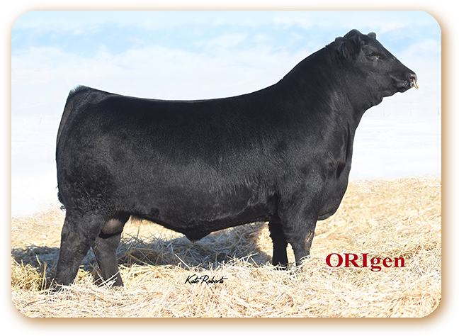 Confirmed - Black Granite Angus Bull (701x519), Png Download