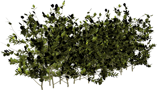 Arbustos En Png - Arbuste Fond Transparent Png (600x395), Png Download