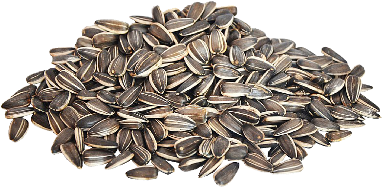 Sunflower Seeds Png Image - Sunflower Seed Png Transparent (800x480), Png Download