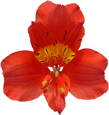 Fuego - Prev - Centimetre (640x480), Png Download