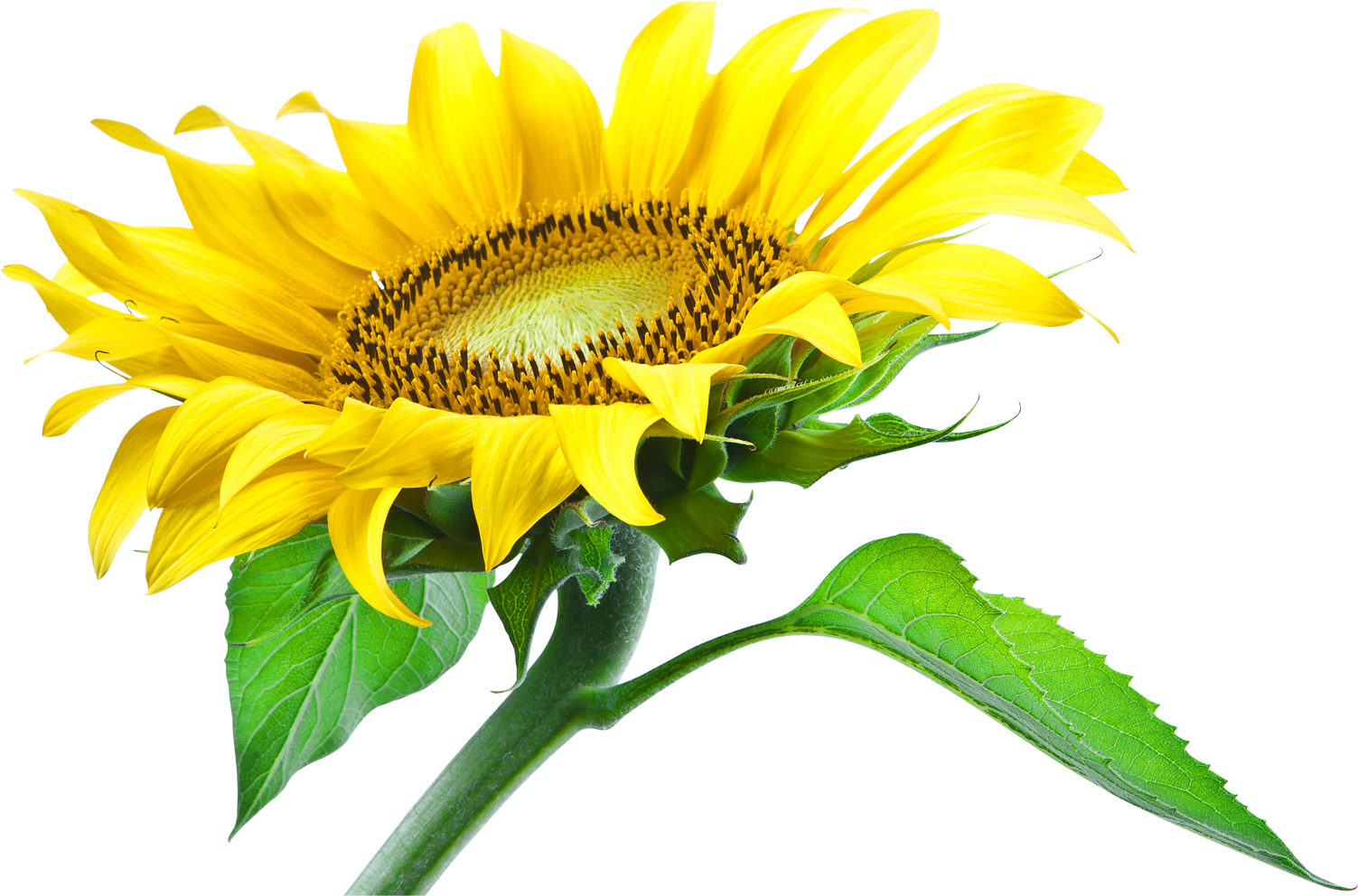 Sunflower Png Images Transparent Background Picture - Sunflower Leaf Png (1503x992), Png Download