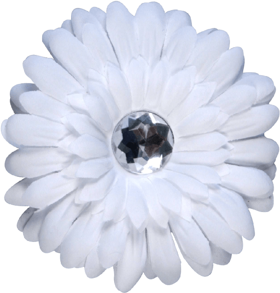 Barberton Daisy (650x650), Png Download