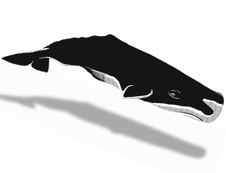 Humpback Whale (749x572), Png Download