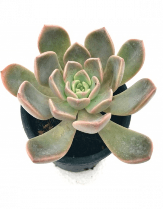 Echeveria Blue Prince Succulent Plant - Blue Prince Succulent (540x693), Png Download