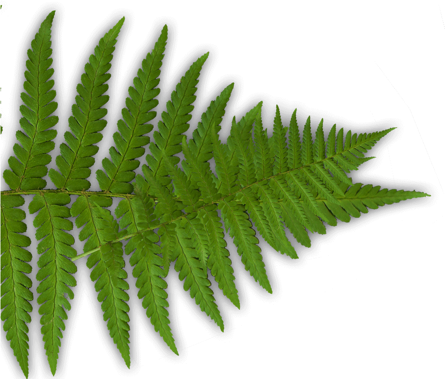 Fern Laser Combat Player - Wargame Company Tavistock (906x783), Png Download