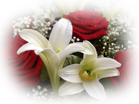 Redrose-whitelilly - Red And White Flower Png (533x400), Png Download