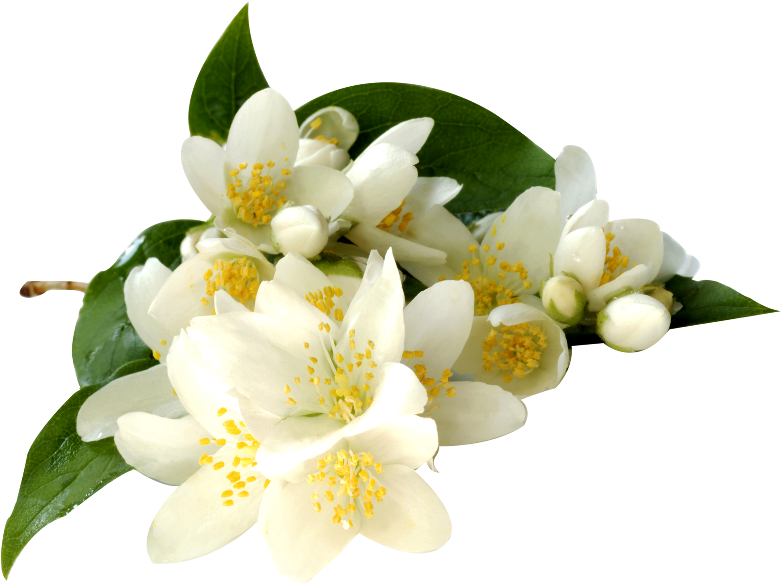 Download HD Transparent Flowers Jasmine - Free Jasmine Flower Png