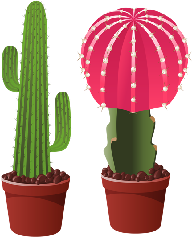 Picture - Flower Cactus Clip Art (703x802), Png Download