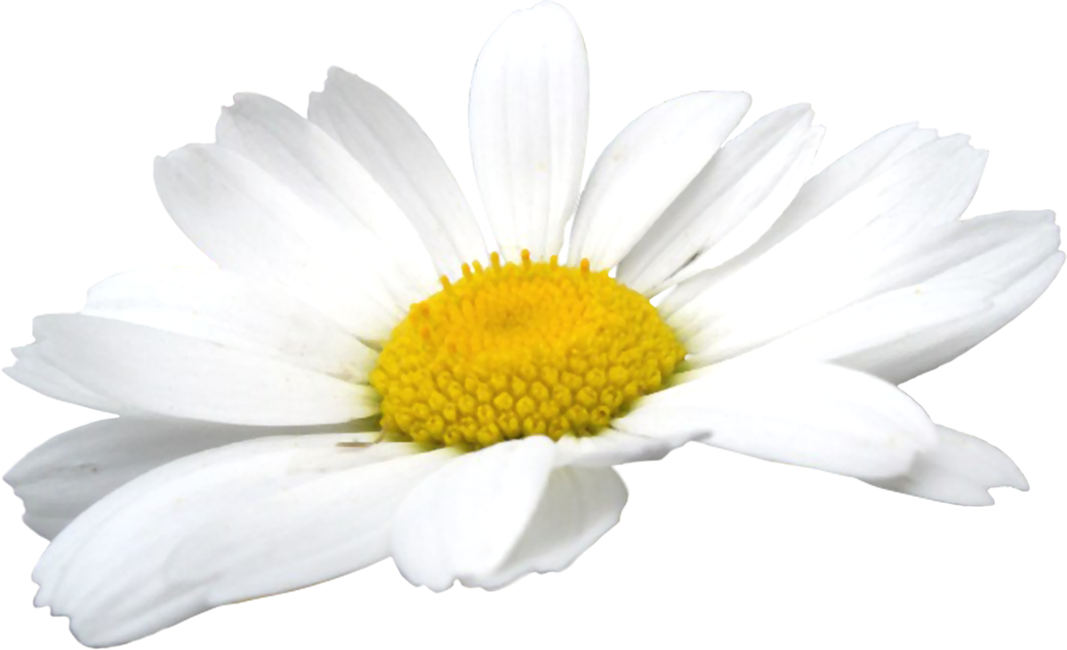 Camomile Flowers Png - Chamomile Flower Png (1200x731), Png Download