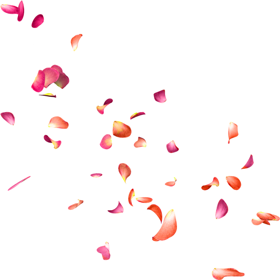 Falling Rose Petals Png - Png Effects For Editing (1000x1600), Png Download