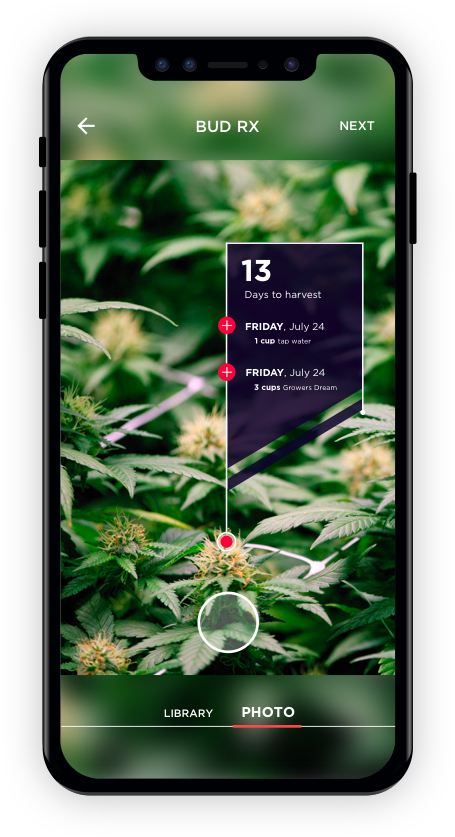 Cannabis (455x837), Png Download