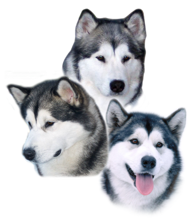 Alaska (427x482), Png Download