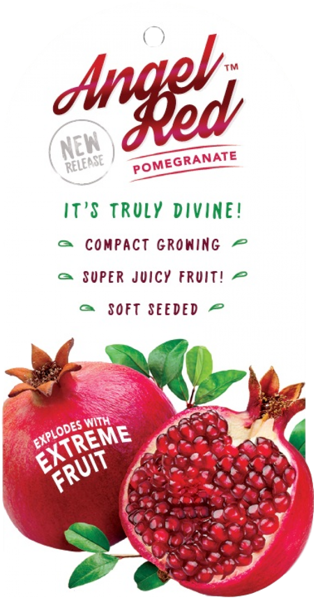 Pomegranate Angel Red - Z Natural Foods Pomegranate Juice Powder - Organic (1200x1200), Png Download