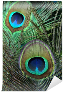 Free Single Peacock Feathers With Flute Png - Feathers Of Peacock (400x400), Png Download