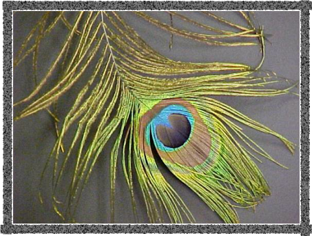 What Makes The Blue Color In This Peacock Feather Any - Macro Photography (453x342), Png Download