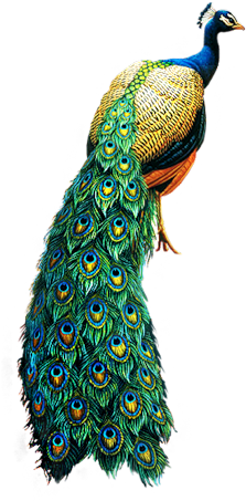 Peacock Images Hd Png (306x500), Png Download
