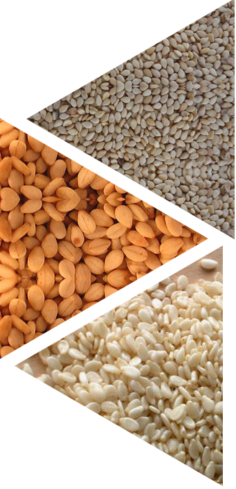 White/brown/black Sesame Seed - Hulled Sesame Seeds (340x703), Png Download