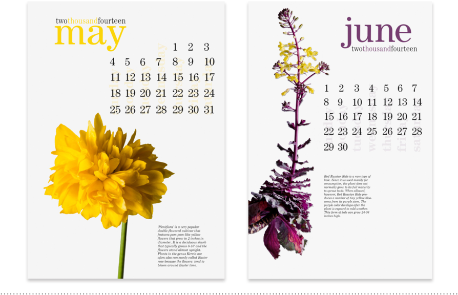Calendar Design, May And June Monthly Pages - Tagetes Patula (900x623), Png Download