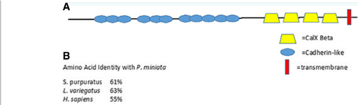 Conserved Structure Of Frem/fras Proteins Found In - Circle (850x215), Png Download