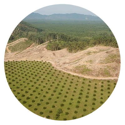 Palm Oil Deforestation - Hill (400x400), Png Download