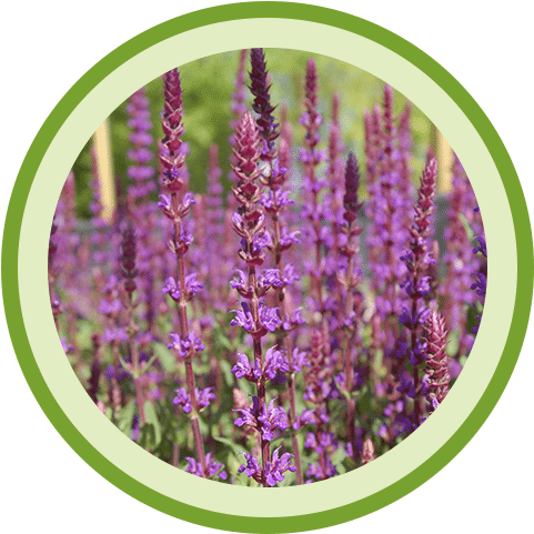 Johnson's Gardens (500x500), Png Download