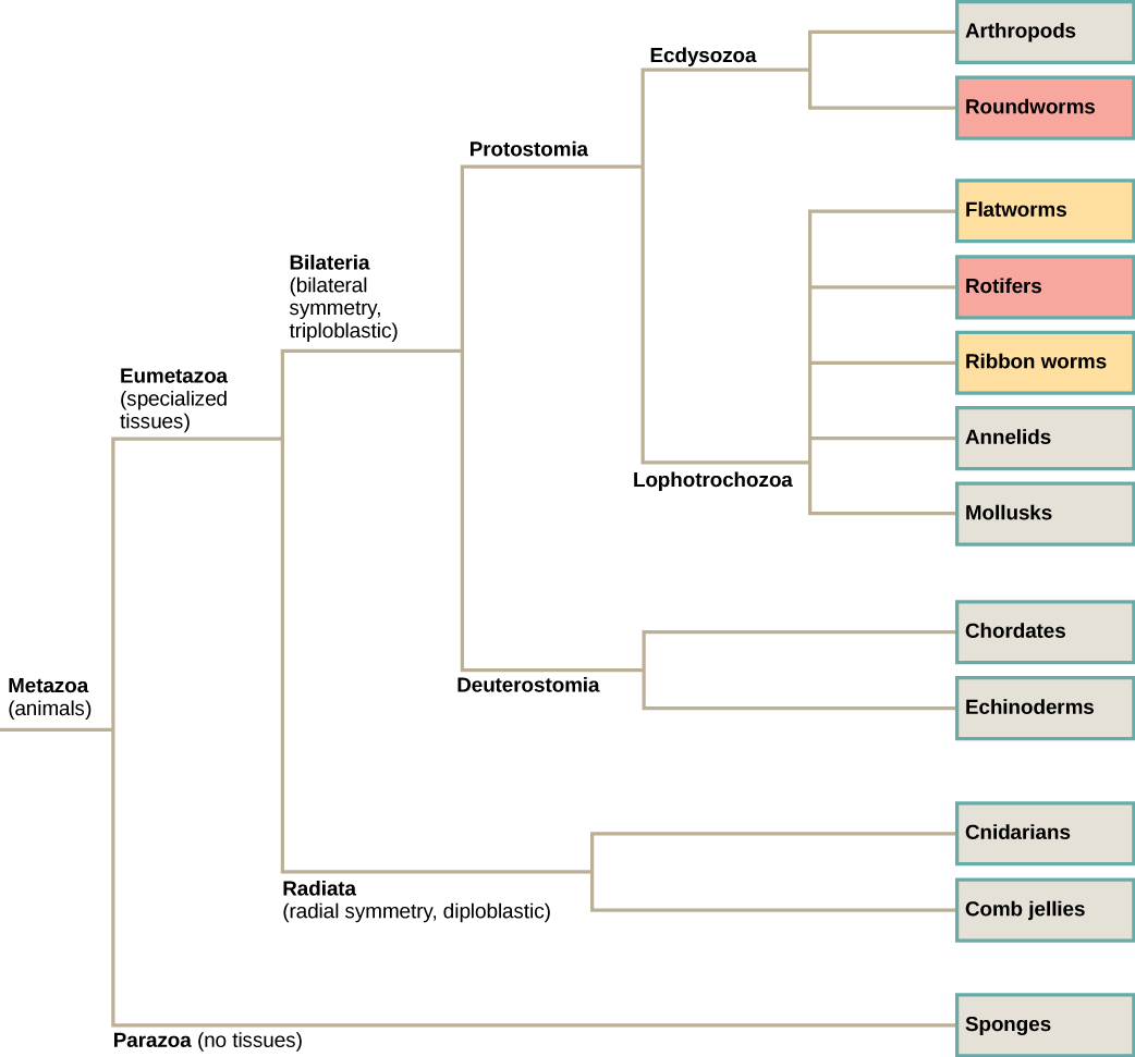 Classification Features Of Animals - Biology (1042x971), Png Download