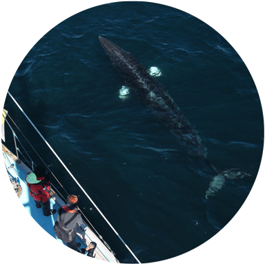 Respowhalewatch Edu - Megyeri Bridge (400x389), Png Download