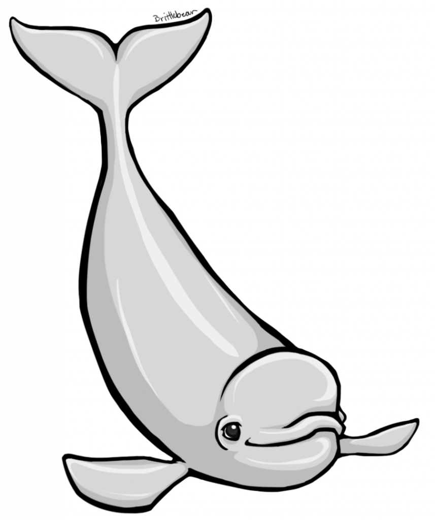 Beluga Clipart (857x1024), Png Download
