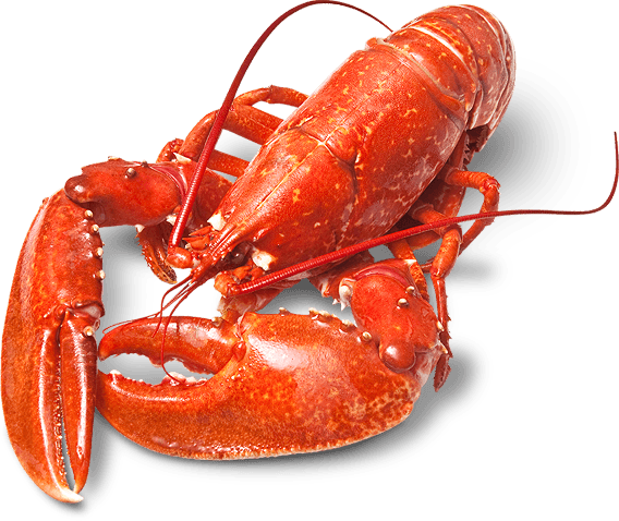 Lagosta Gigante - Pesquisa Google - Body Covering Of Animals Shell (568x478), Png Download